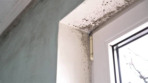 Best Fast Mold Removal  in Chubbuck, ID