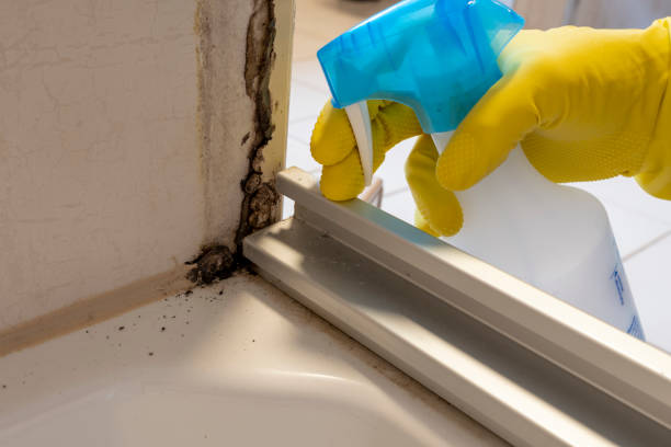 Best Attic Mold Removal  in Chubbuck, ID
