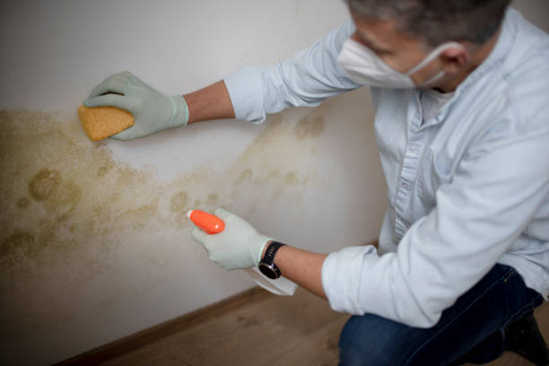 Best Mold Testing  in Chubbuck, ID