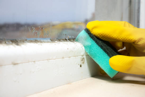 Best Certified Mold Removal  in Chubbuck, ID