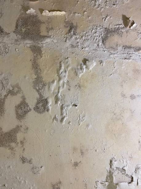 Best Affordable Mold Removal  in Chubbuck, ID