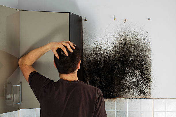 Best Emergency Mold Removal  in Chubbuck, ID