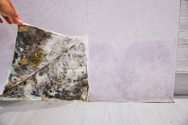 Best Toxic Mold Removal  in Chubbuck, ID